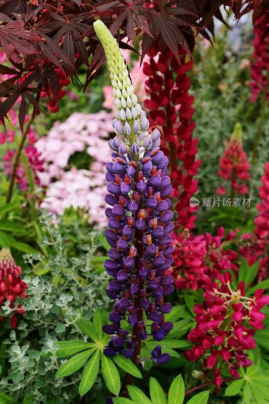 Lupinus polyphyllus